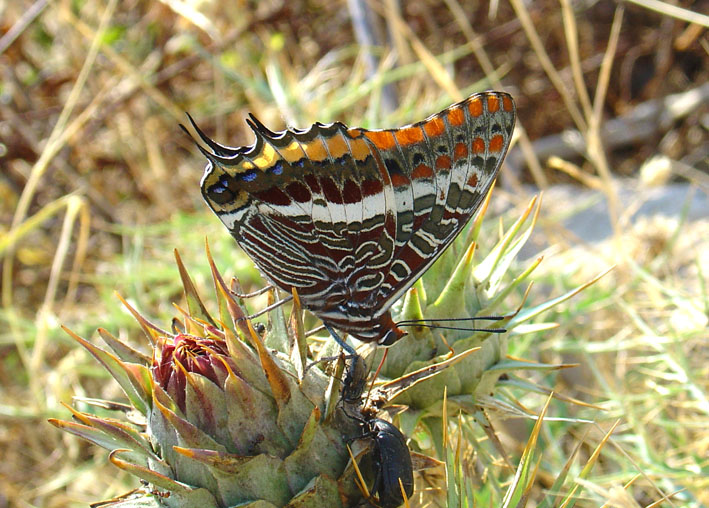 Charaxes jasius, farfalla senza paura ma non senza macchia!